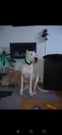 Daruji Argentinská doga