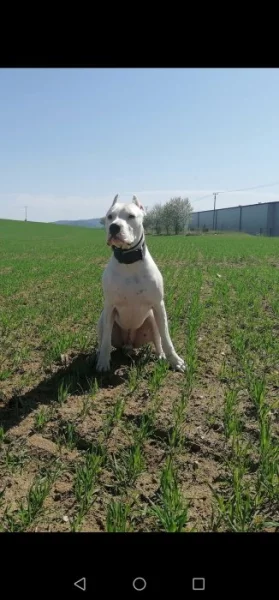 Daruji Argentinská doga