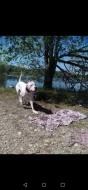 Daruji Argentinská doga
