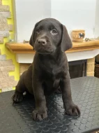 Čokoládová štěňata Labrador Retriever s PP