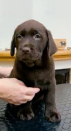 Čokoládová štěňata Labrador Retriever s PP
