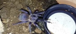Sklípkan Hysterocrates gigas, pterinopelma sazimai