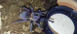 Sklípkan Hysterocrates gigas, pterinopelma sazimai