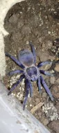 Sklípkan Hysterocrates gigas, pterinopelma sazimai