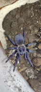 Sklípkan Hysterocrates gigas, pterinopelma sazimai