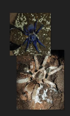 Sklípkan Hysterocrates gigas, pterinopelma sazimai