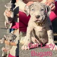 American Bully xl