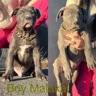 American Bully xl
