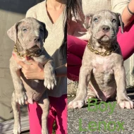 American Bully xl
