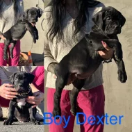 American Bully xl