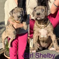 American Bully xl
