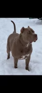 American Bully xl