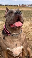 American Bully xl