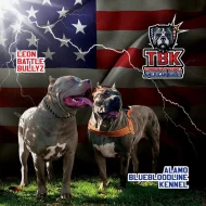 American Bully xl