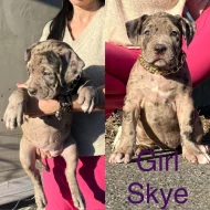 American Bully xl
