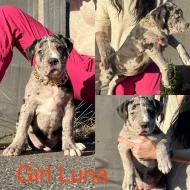American Bully xl