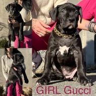 American Bully xl