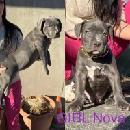 American Bully xl