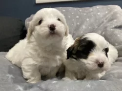 Coton de Tulear s PP