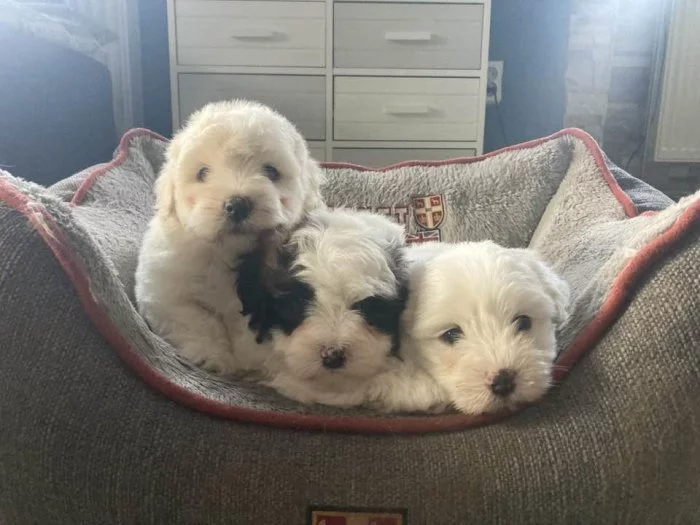 Coton de Tulear s PP