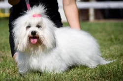 Coton de Tulear s PP