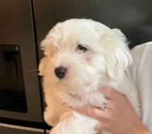 Coton de Tulear s PP