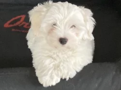 Coton de Tulear s PP