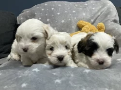 Coton de Tulear s PP