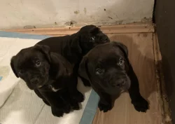 Štěňata American Bully
