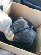 Štěňata American Bully