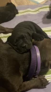 Štěňata American Bully