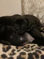 Štěňata American Bully