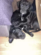 Štěňata American Bully