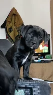 Štěňata American Bully
