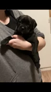 Štěňata American Bully