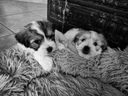 Coton de Tulear štěňátka - poslední volný pejsek