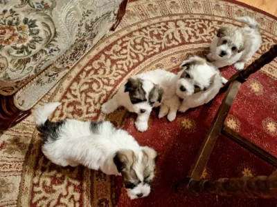 Coton de Tulear štěňátka - poslední volný pejsek