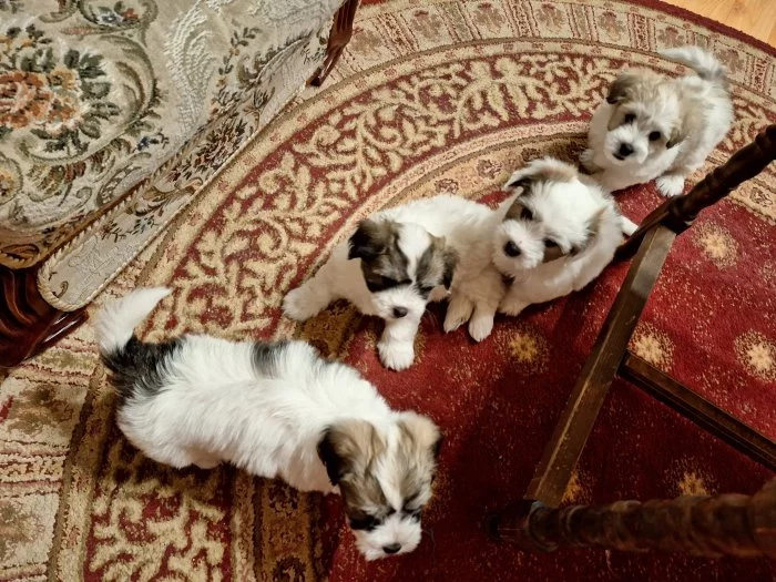 Coton de Tulear štěňátka - poslední volný pejsek