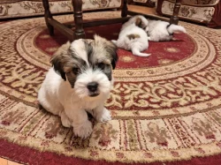 Coton de Tulear štěňátka - poslední volný pejsek
