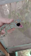 Gekon obrovský (Gekko gecko)