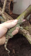Gekon obrovský (Gekko gecko)