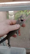Gekon obrovský (Gekko gecko)