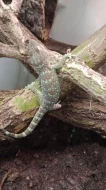 Gekon obrovský (Gekko gecko)