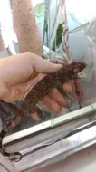 Gekon obrovský (Gekko gecko)