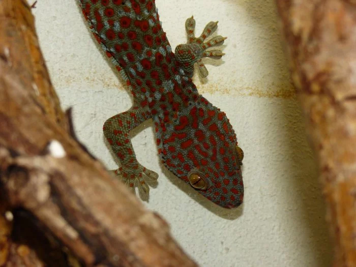 Gekon obrovský (Gekko gecko)