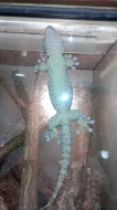Gekon obrovský (Gekko gecko)