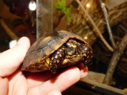 Želva uhlířská (Chelonoidis carbonaria)