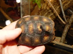 Želva uhlířská (Chelonoidis carbonaria)