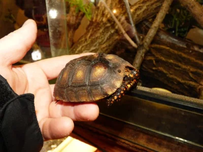 Želva uhlířská (Chelonoidis carbonaria)
