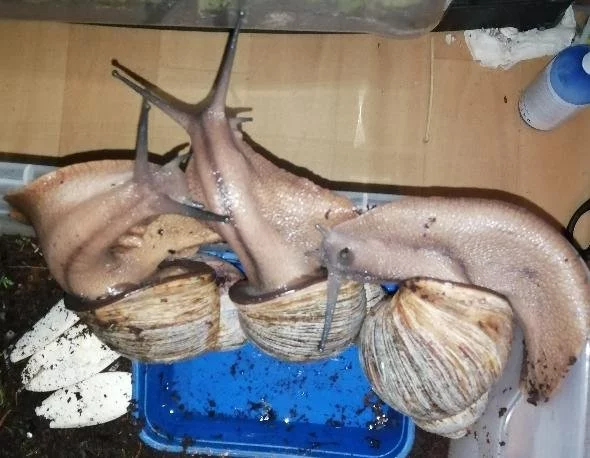 Archachatina marginata ovum XXL F2